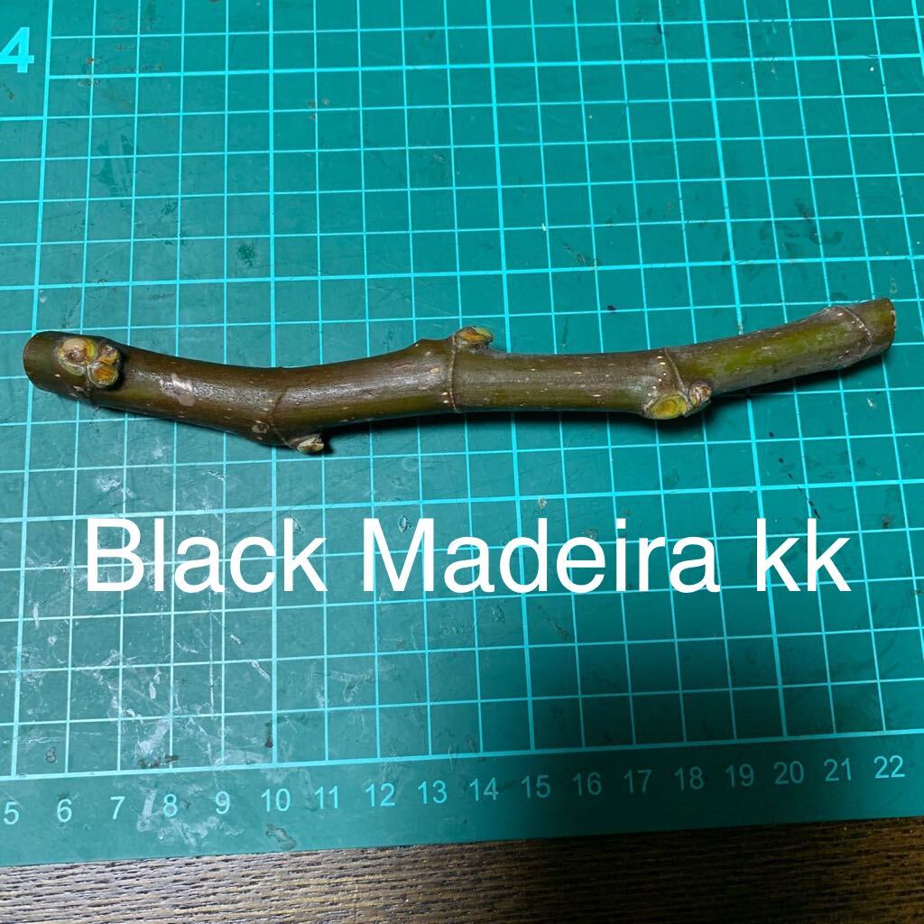 Black Madeira kk穂木　イチジク穂木 いちじく穂木 _画像1