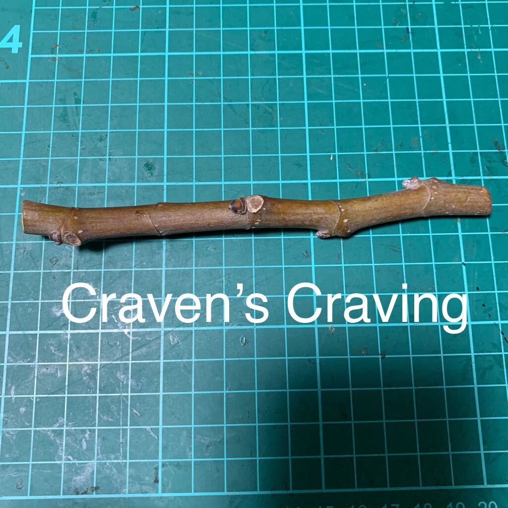 Craven’s Craving穂木 いちじく穂木 イチジク穂木 _画像1