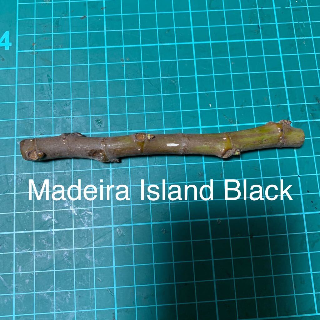 Madeira Island Black穂木　いちじく穂木 イチジク穂木 _画像1