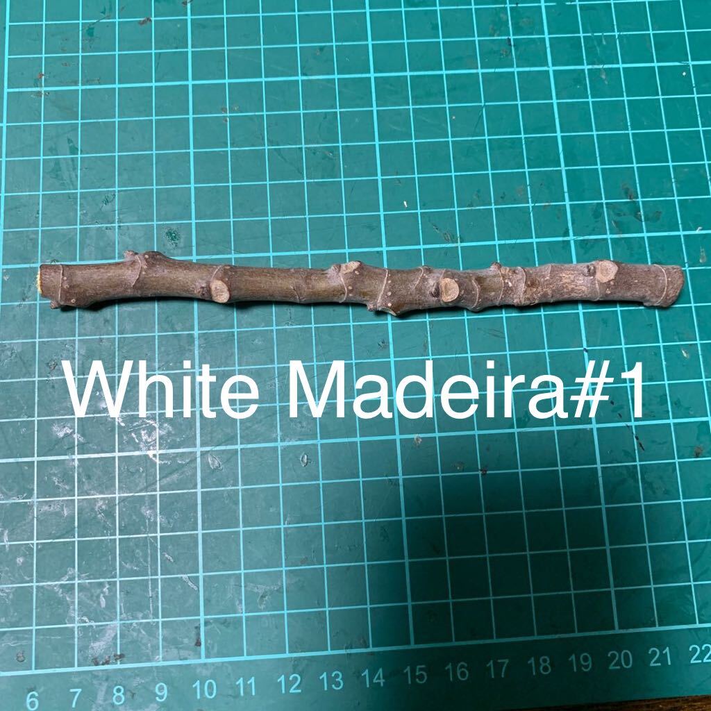 White Madeira#1穂木　② いちじく穂木 イチジク穂木 _画像1