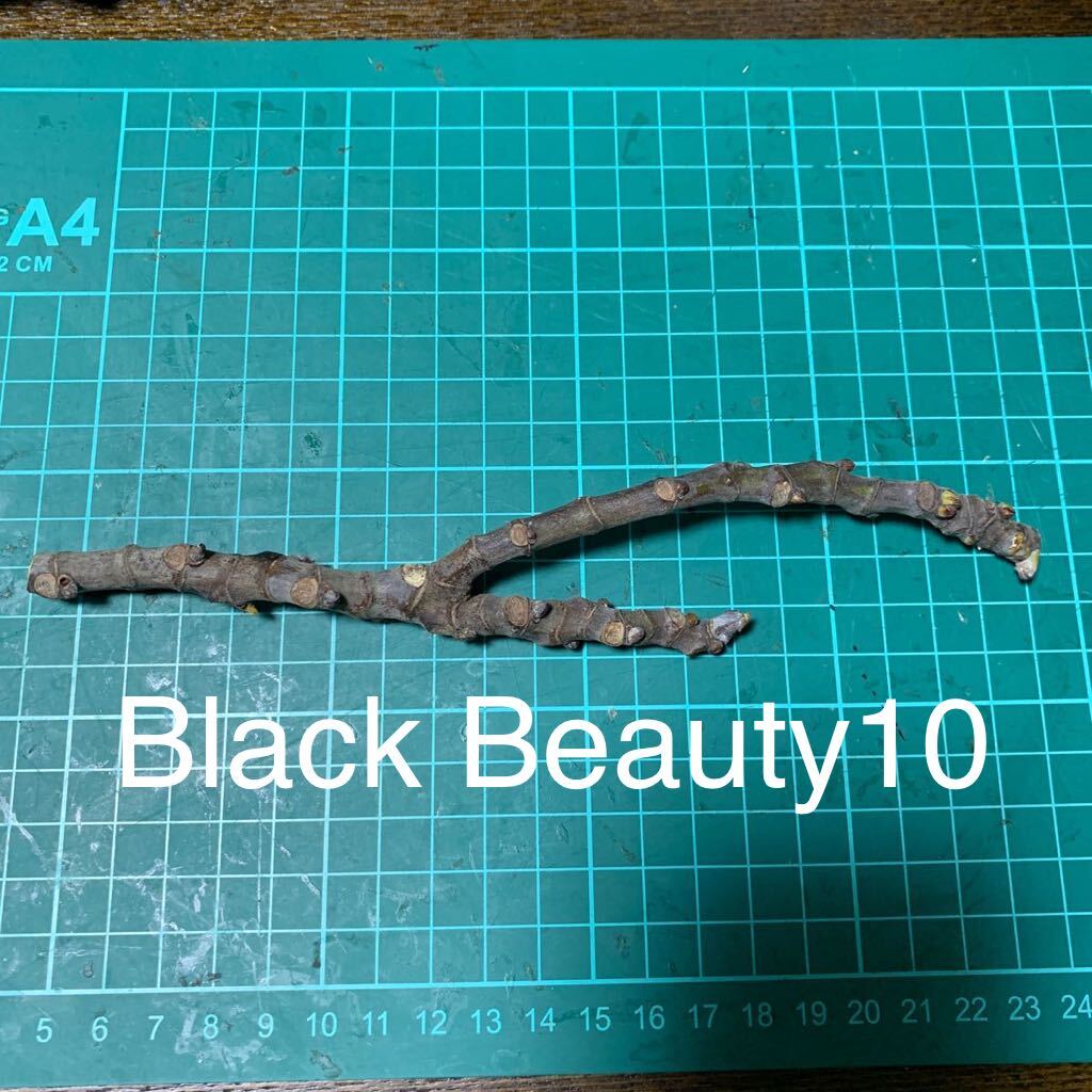 Black Beauty10穂木　②いちじく穂木 イチジク穂木 _画像1