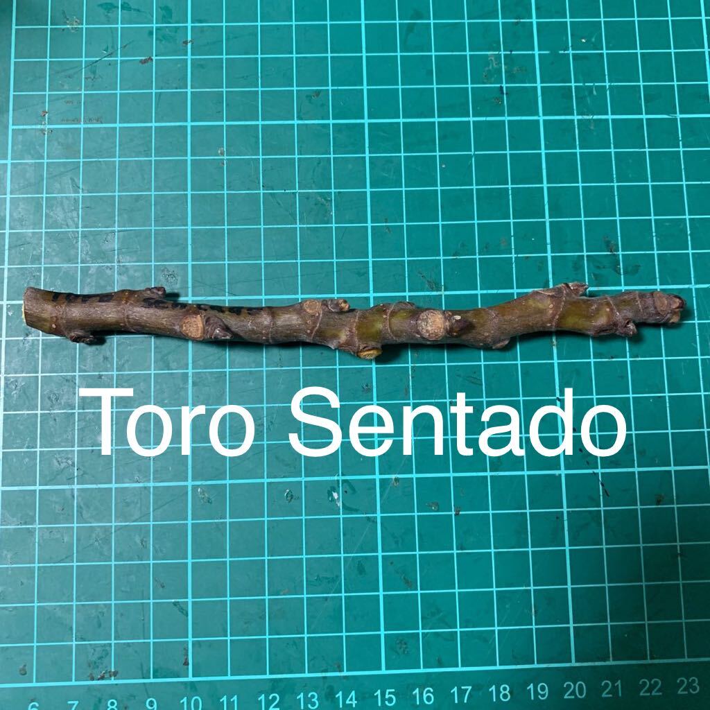 Toro Sentado穂木　いちじく穂木 イチジク穂木 _画像1