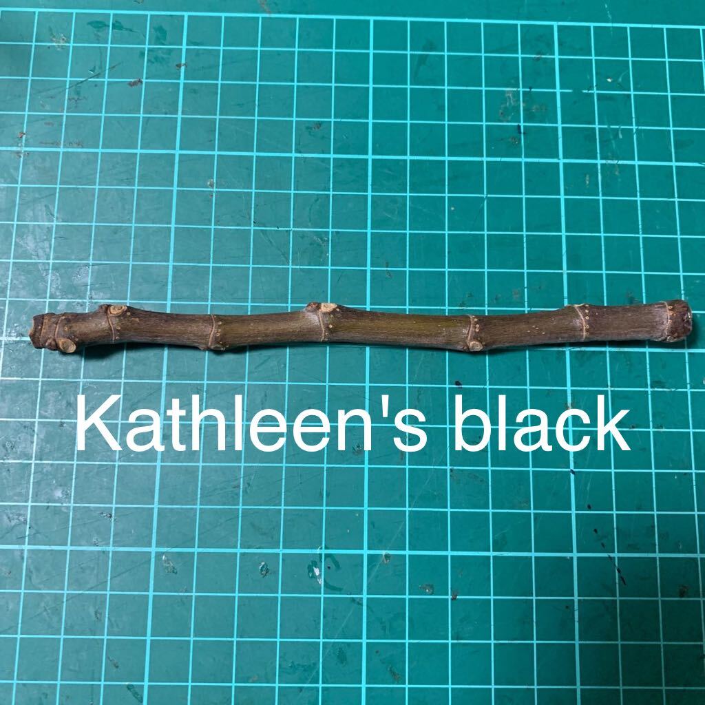 Kathleen's black穂木 いちじく穂木 イチジク穂木 _画像1