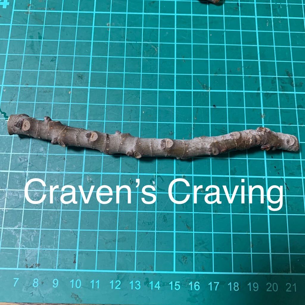 Craven’s Craving穂木　イチジク穂木 いちじく穂木 _画像1