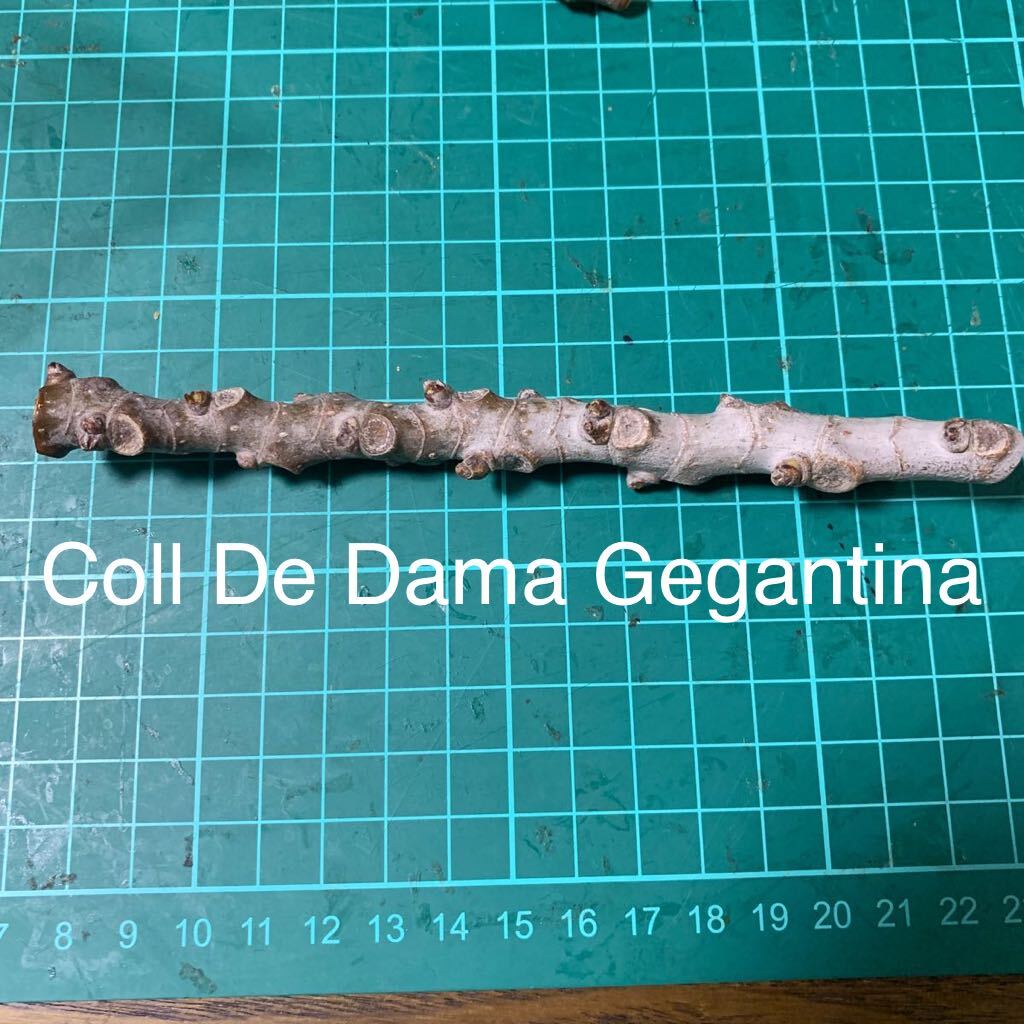 Coll De Dama Gegantina穂木　イチジク穂木 いちじく穂木 _画像1