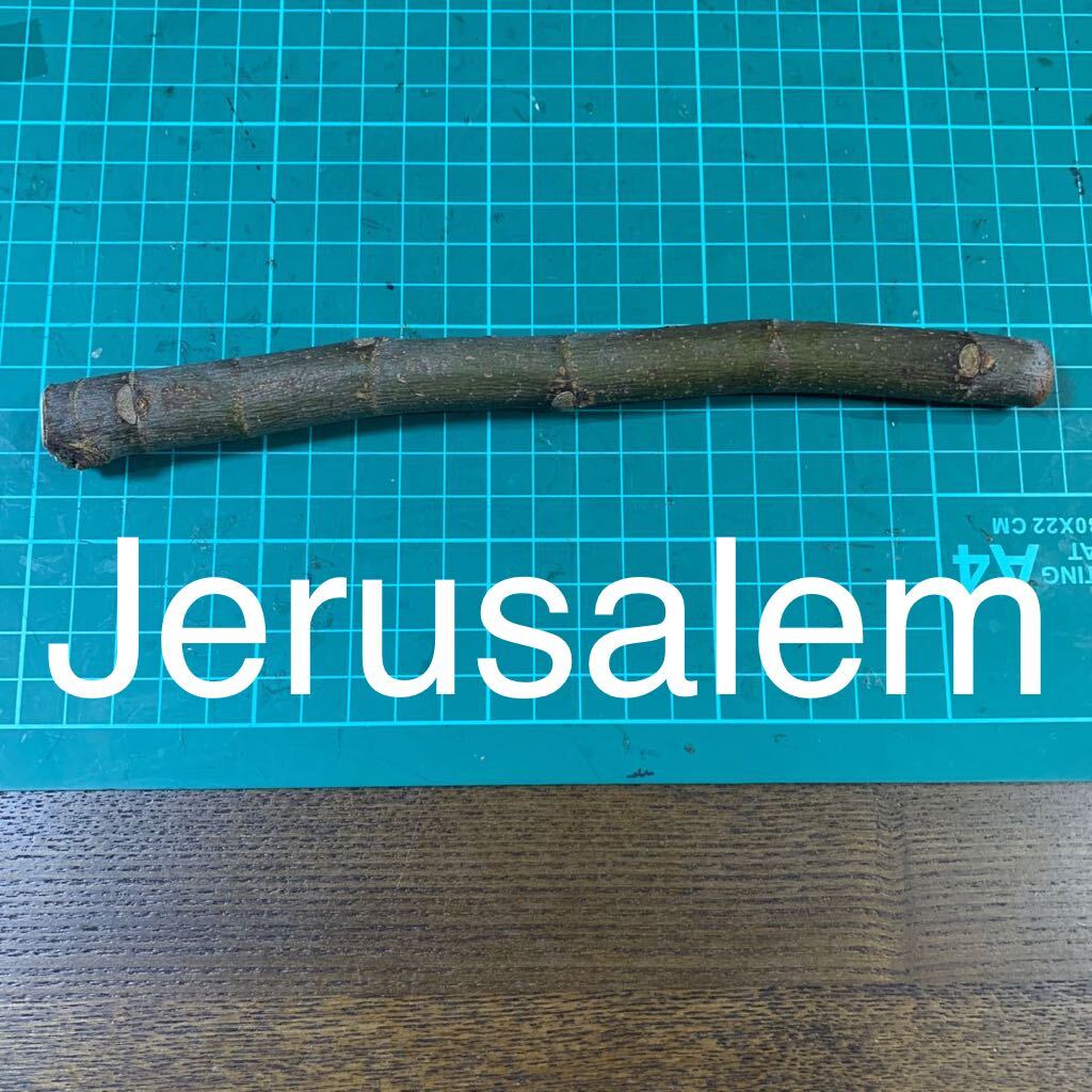 Yahoo!オークション - Jerusalem穂木 いちじく穂木 イチジク穂木 Yahoo!オークション - Jerusalem穂木 いちじく穂木 イチジク穂木