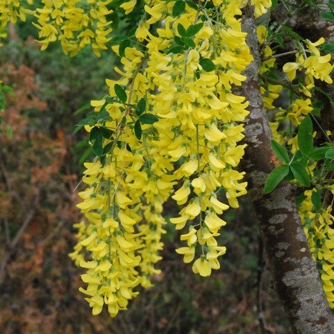 * wistaria as with shide . down .. vivid yellow flower .. beautiful * King sali* Kiva na Fuji * 7 number * 80cm *