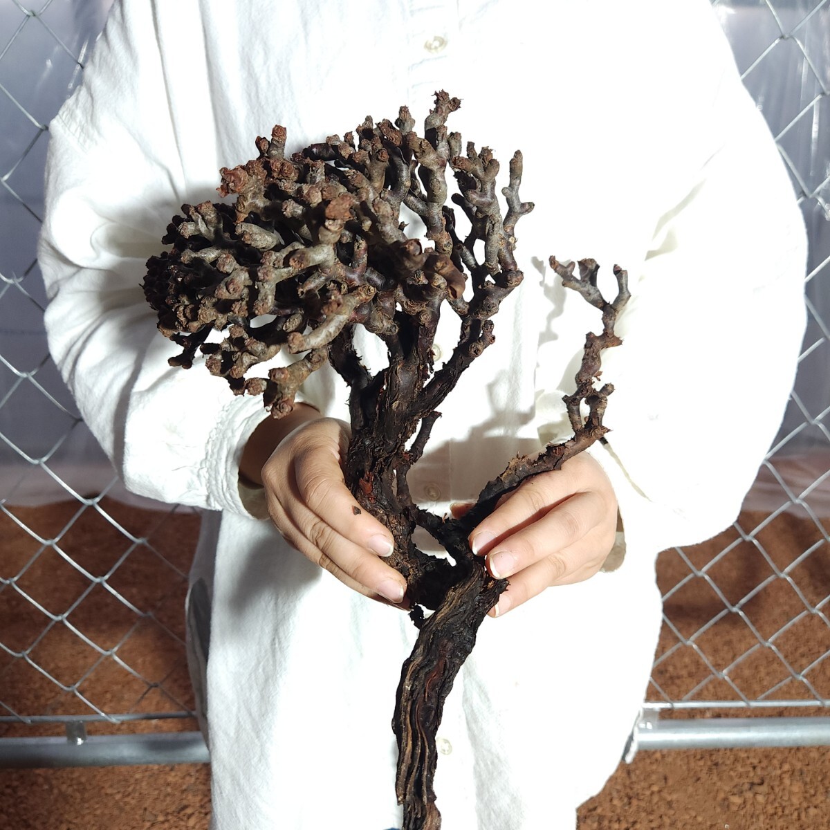 ミラビレ X005 ペラルゴニウム・ミラビレ 塊根植物 観葉植物 未発根 多肉植物 灌木 パキプス グラキリス 盆栽 アガベ ベアルートの画像3