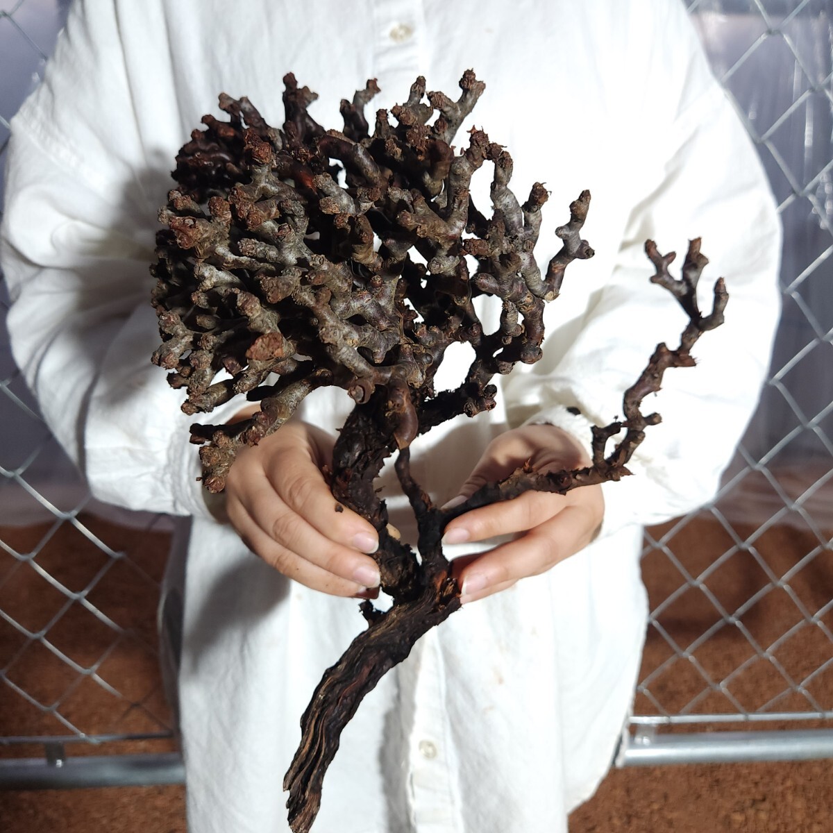 ミラビレ X005 ペラルゴニウム・ミラビレ 塊根植物 観葉植物 未発根 多肉植物 灌木 パキプス グラキリス 盆栽 アガベ ベアルートの画像1