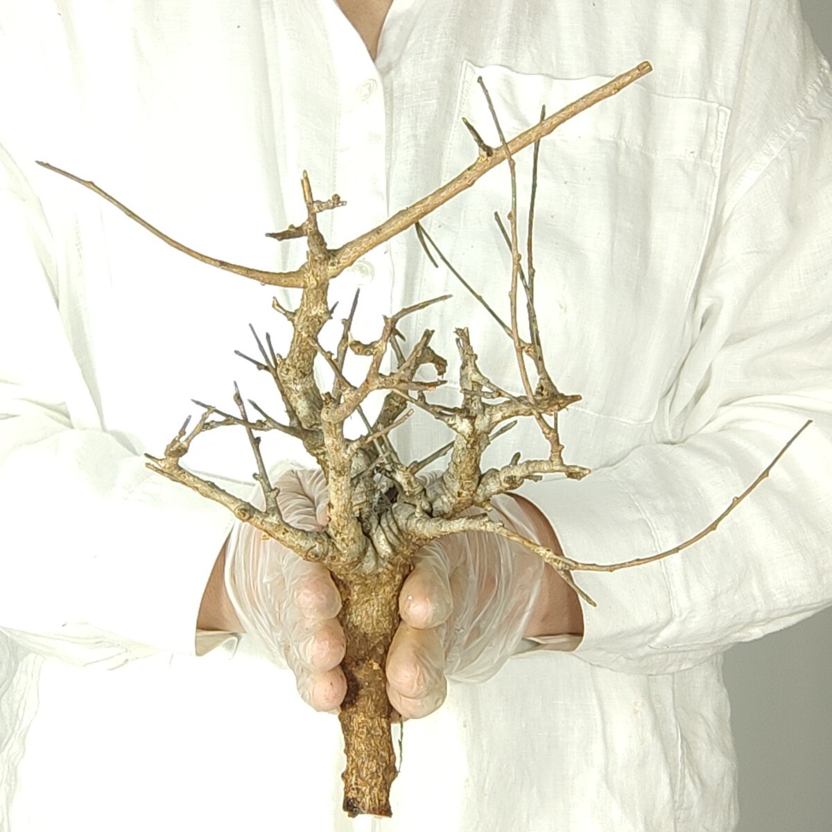 ネグレクタ V098 ボスウェリア・ネグレクタ 塊根植物 観葉植物 未発根 多肉植物 灌木 パキプス グラキリス 盆栽 アガベ コーデックスの画像3