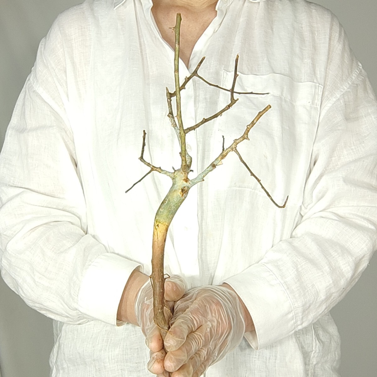 ホルトジアナ V113 コミフォラ・ホルトジアナ 塊根植物 観葉植物 未発根 多肉植物 灌木 パキプス グラキリス 盆栽 アガベ コーデックスの画像3