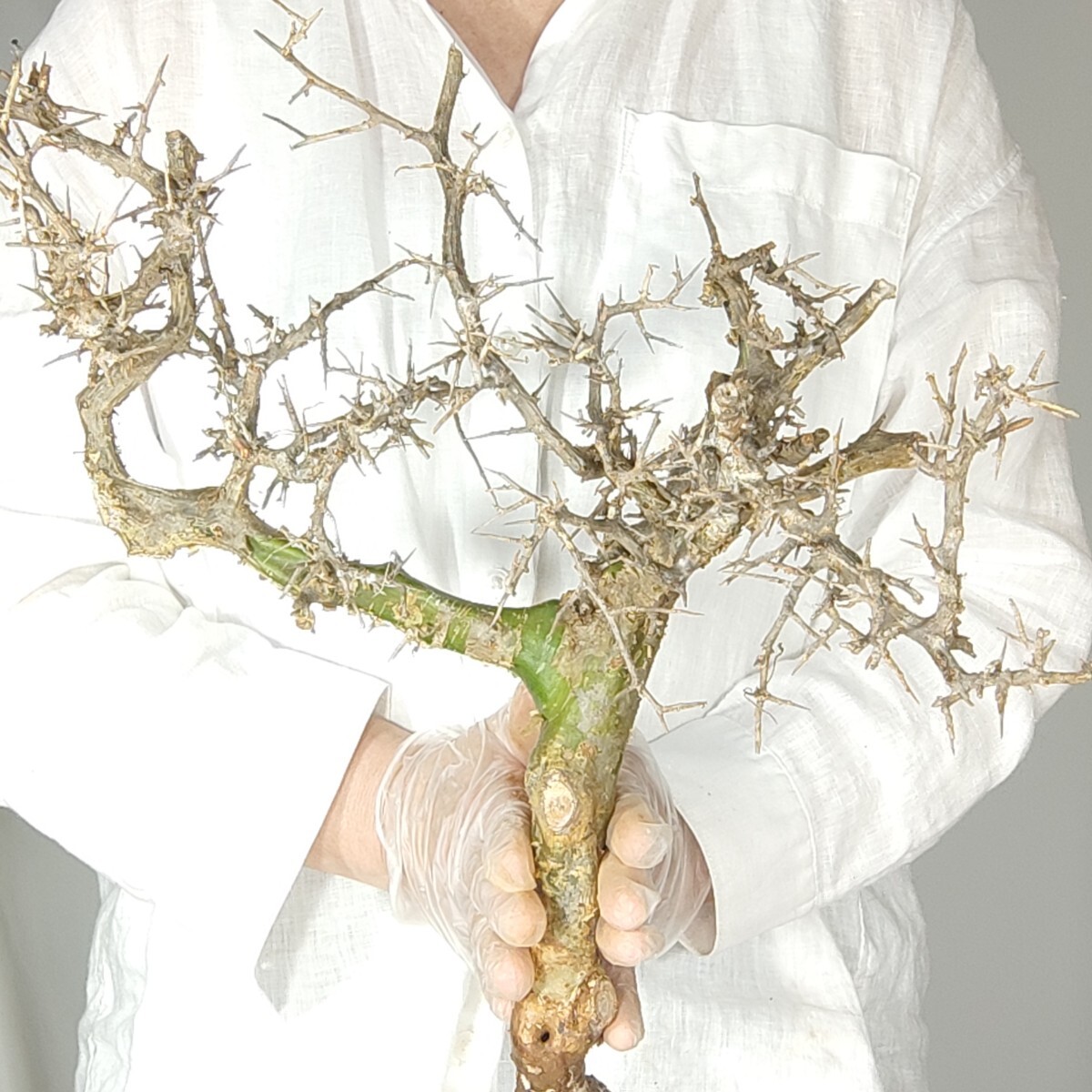 カンペストリス V030コミフォラ・カンペストリス 塊根植物 観葉植物 未発根 多肉植物 灌木 パキプス グラキリス 盆栽 アガベ コーデックスの画像1