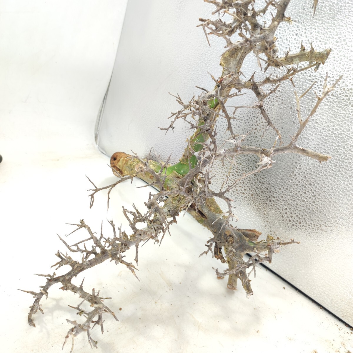 カンペストリス V030コミフォラ・カンペストリス 塊根植物 観葉植物 未発根 多肉植物 灌木 パキプス グラキリス 盆栽 アガベ コーデックスの画像7