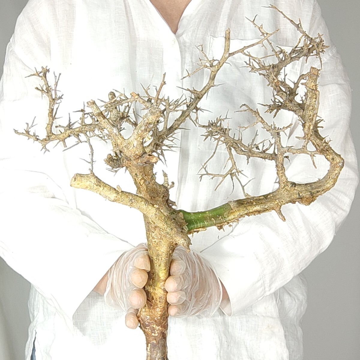 カンペストリス V030コミフォラ・カンペストリス 塊根植物 観葉植物 未発根 多肉植物 灌木 パキプス グラキリス 盆栽 アガベ コーデックスの画像4
