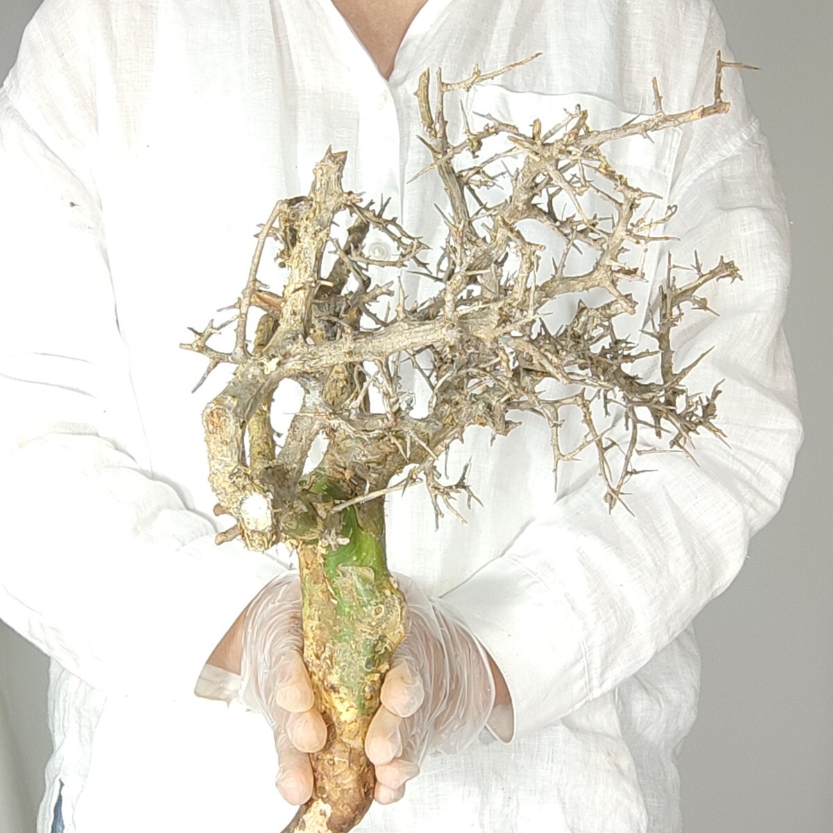 カンペストリス V030コミフォラ・カンペストリス 塊根植物 観葉植物 未発根 多肉植物 灌木 パキプス グラキリス 盆栽 アガベ コーデックスの画像3