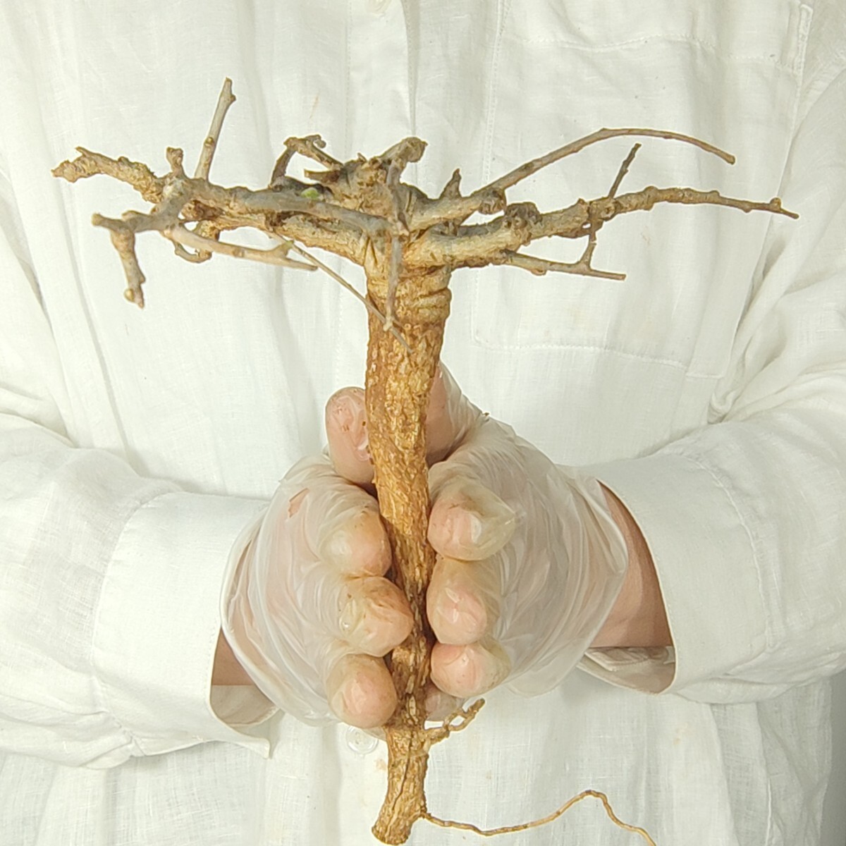 ネグレクタ V151 ボスウェリア・ネグレクタ 塊根植物 観葉植物 未発根 多肉植物 灌木 パキプス グラキリス 盆栽 アガベ コーデックスの画像3