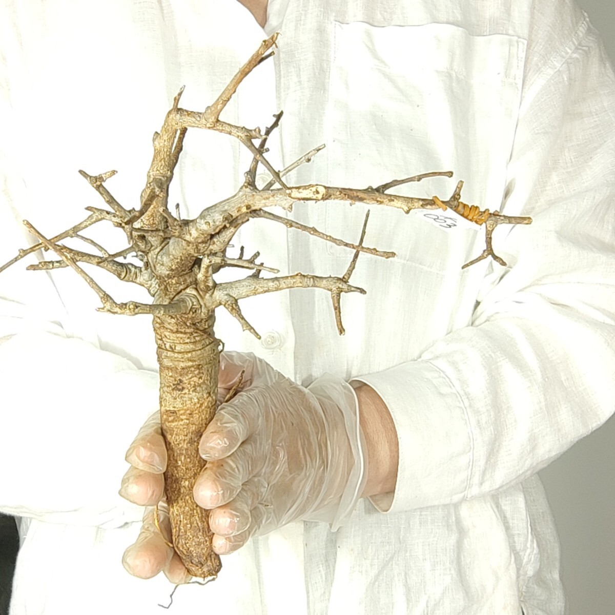 ネグレクタ ネ003 ボスウェリア・ネグレクタ 塊根植物 観葉植物 未発根 多肉植物 灌木 パキプス グラキリス 盆栽 アガベ コーデックスの画像3