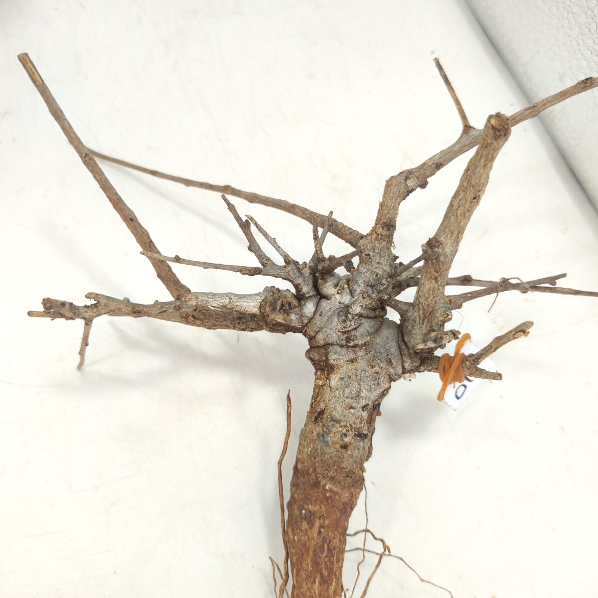 ネグレクタ ネ011 ボスウェリア・ネグレクタ 塊根植物 観葉植物 未発根 多肉植物 灌木 パキプス グラキリス 盆栽 アガベ コーデックスの画像4