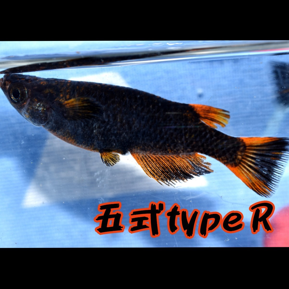 〓MEDAKANEON〓 五式typeＲ 稚魚１０匹 ＋α ５式 五式 typeR メダカ めだか タイプ ブラック 黒 リム RED レッド の画像3