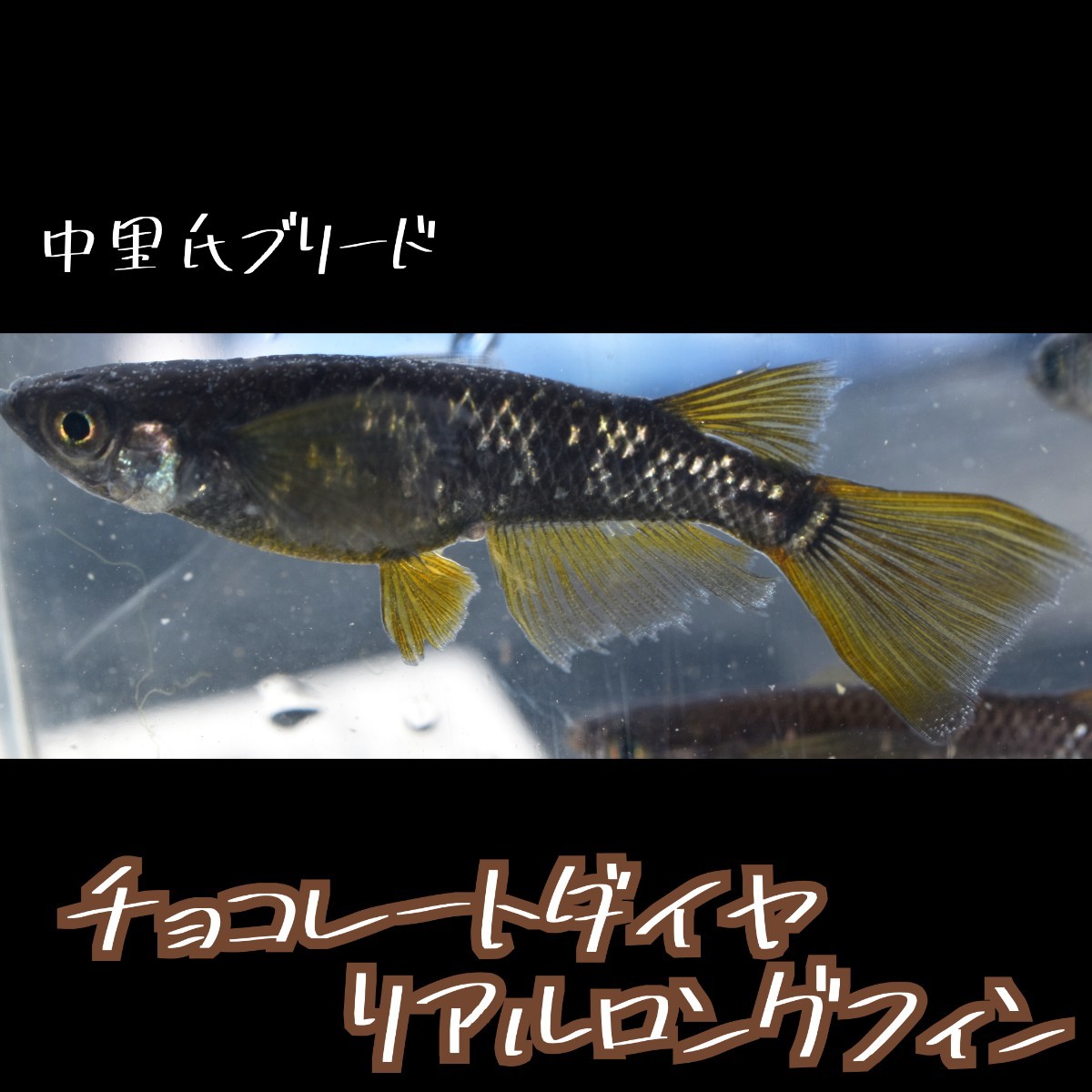 チョコレートダイヤ リアル ロングフィン 稚魚１０匹＋α 親は 中里氏ブリード dhmedaka経由 メダカ ブラックダイヤ 中里の画像8