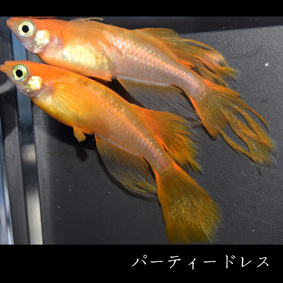 パーティードレス 稚魚１０匹 めだか メダカ 風雅 スワロー メダカの稚魚 楊貴妃 楊貴妃スワロー 松井 鰭 長 赤 朱 紅 卑弥呼の画像7