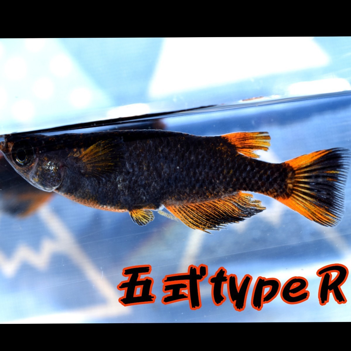 〓MEDAKANEON〓 五式typeＲ　稚魚１０匹　＋α　５式　五式 typeR メダカ　めだか　タイプ　ブラック　黒　リム　RED　レッド　_画像5
