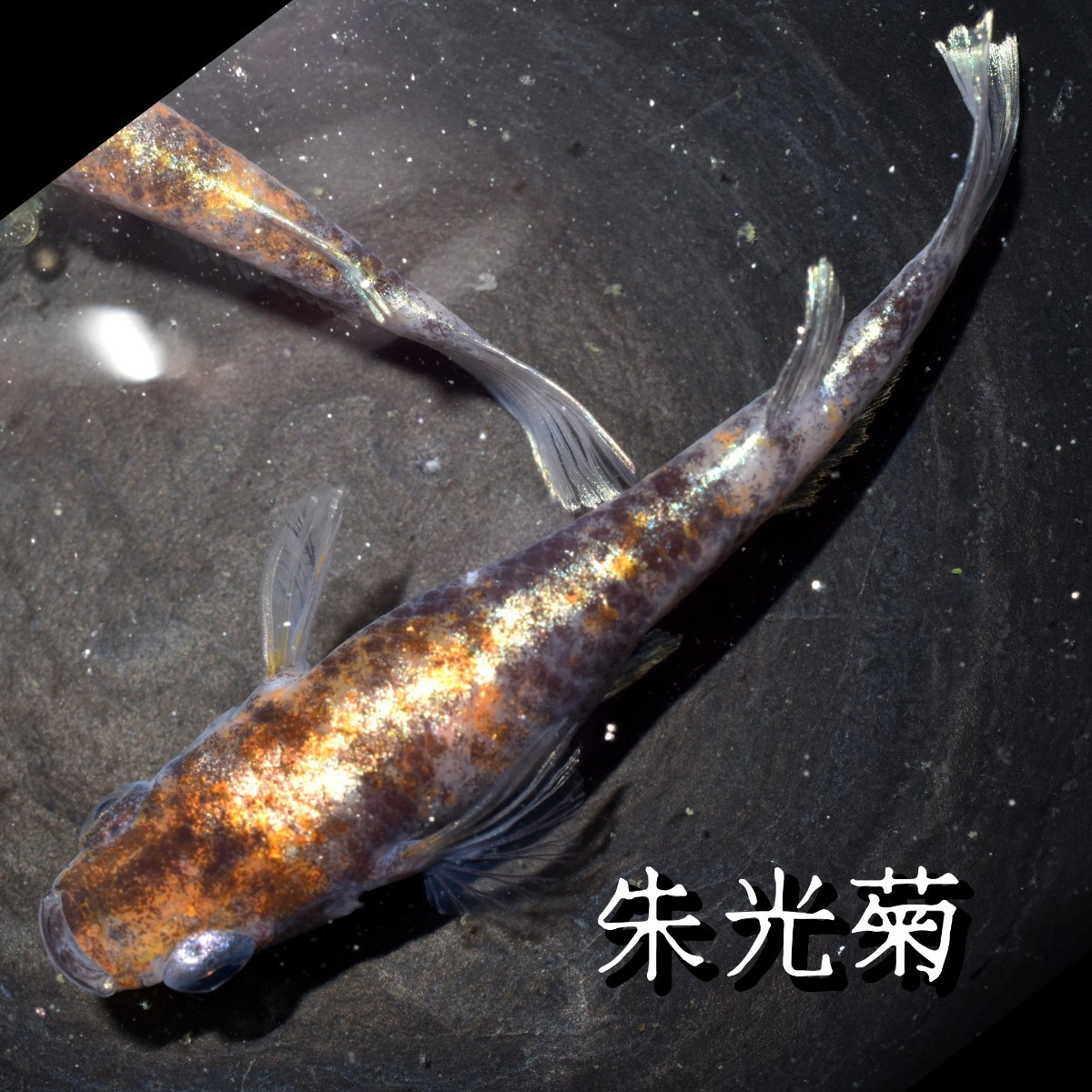 朱光菊　稚魚　１０匹　オマケ付き　菊間　三色　対外光　メダカ　めだか　赤　黒　白　鰭　光　_画像1