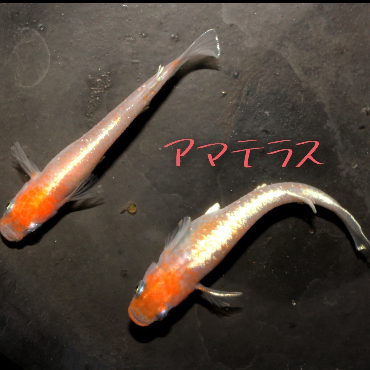 アマテラス　稚魚１０匹＋α　メダカ　めだか　紅白　体外　光　赤　朱　白　鱗　レッドクリフ　モルフォ　オメガ　Ω　ブロンズ_画像5