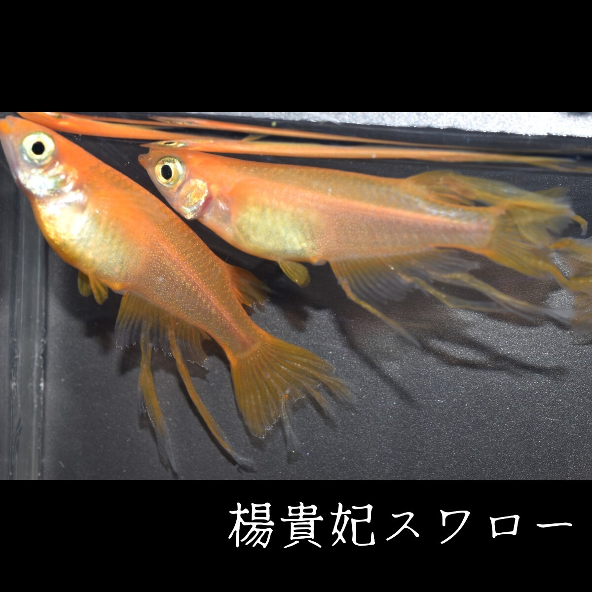 楊貴妃スワロー　稚魚１０匹 めだか メダカ メダカの稚魚　楊貴妃　スワロー　風雅　赤　朱　紅　紅帝　鰭　ヒレ　東天光 フロマージュ_画像8