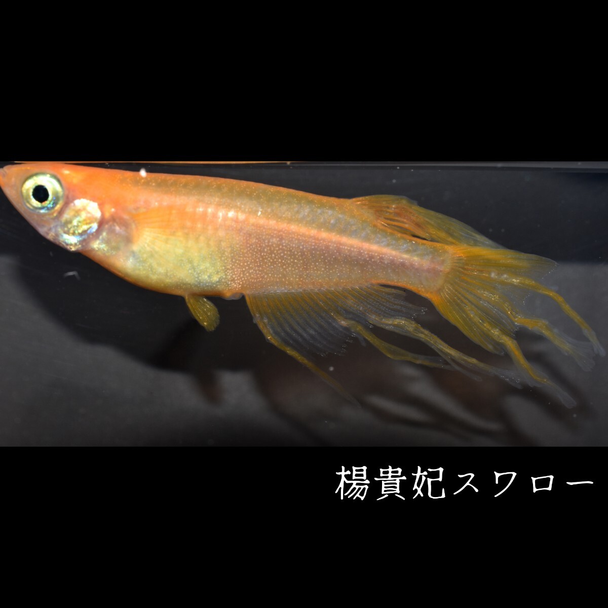 楊貴妃スワロー　稚魚１０匹 めだか メダカ メダカの稚魚　楊貴妃　スワロー　風雅　赤　朱　紅　紅帝　鰭　ヒレ　東天光 フロマージュ_画像7