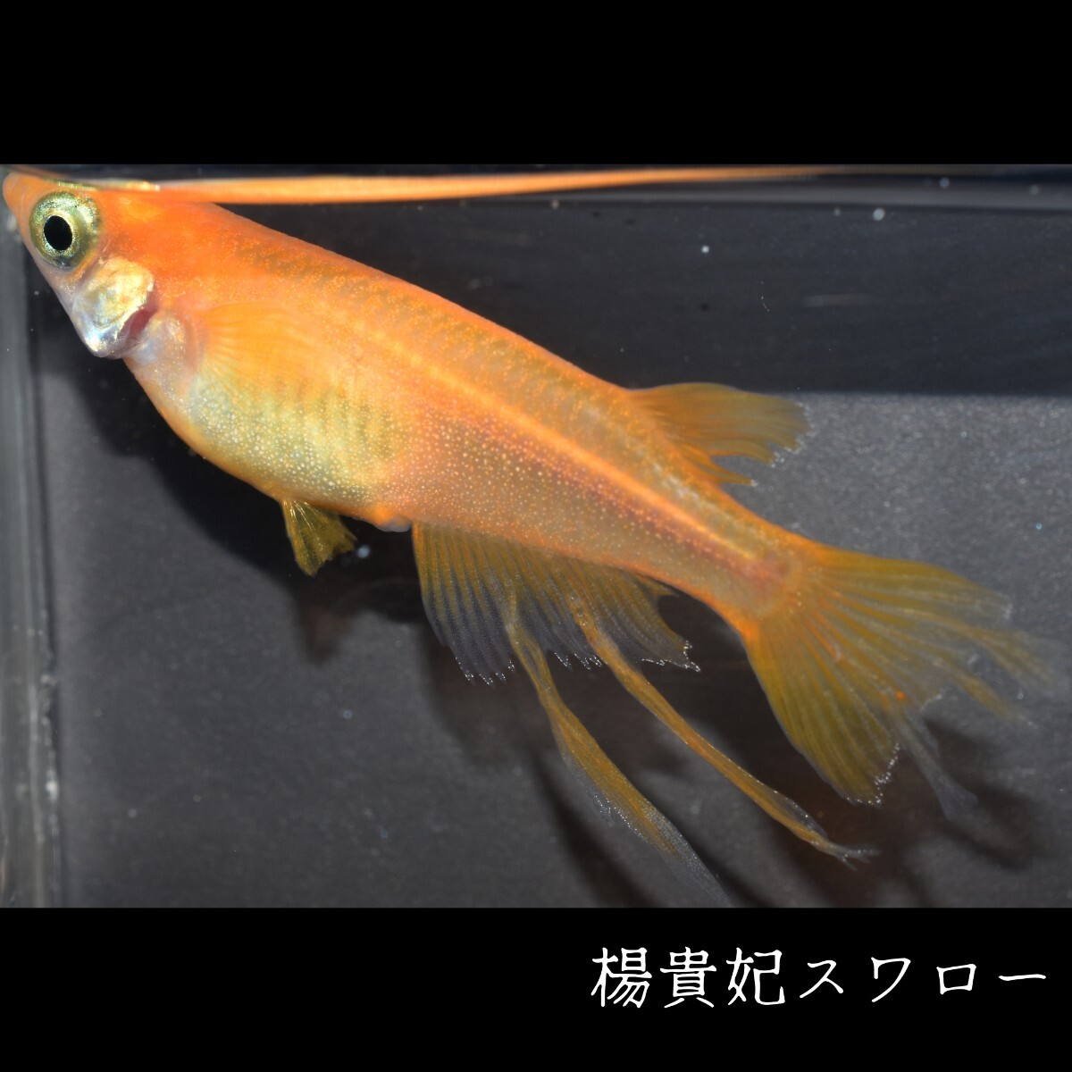 楊貴妃スワロー　稚魚１０匹 めだか メダカ メダカの稚魚　楊貴妃　スワロー　風雅　赤　朱　紅　紅帝　鰭　ヒレ　東天光 フロマージュ_画像5