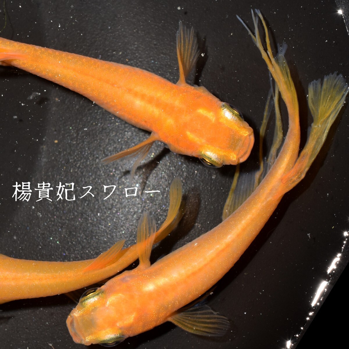 楊貴妃スワロー　稚魚１０匹 めだか メダカ メダカの稚魚　楊貴妃　スワロー　風雅　赤　朱　紅　紅帝　鰭　ヒレ　東天光 フロマージュ_画像9