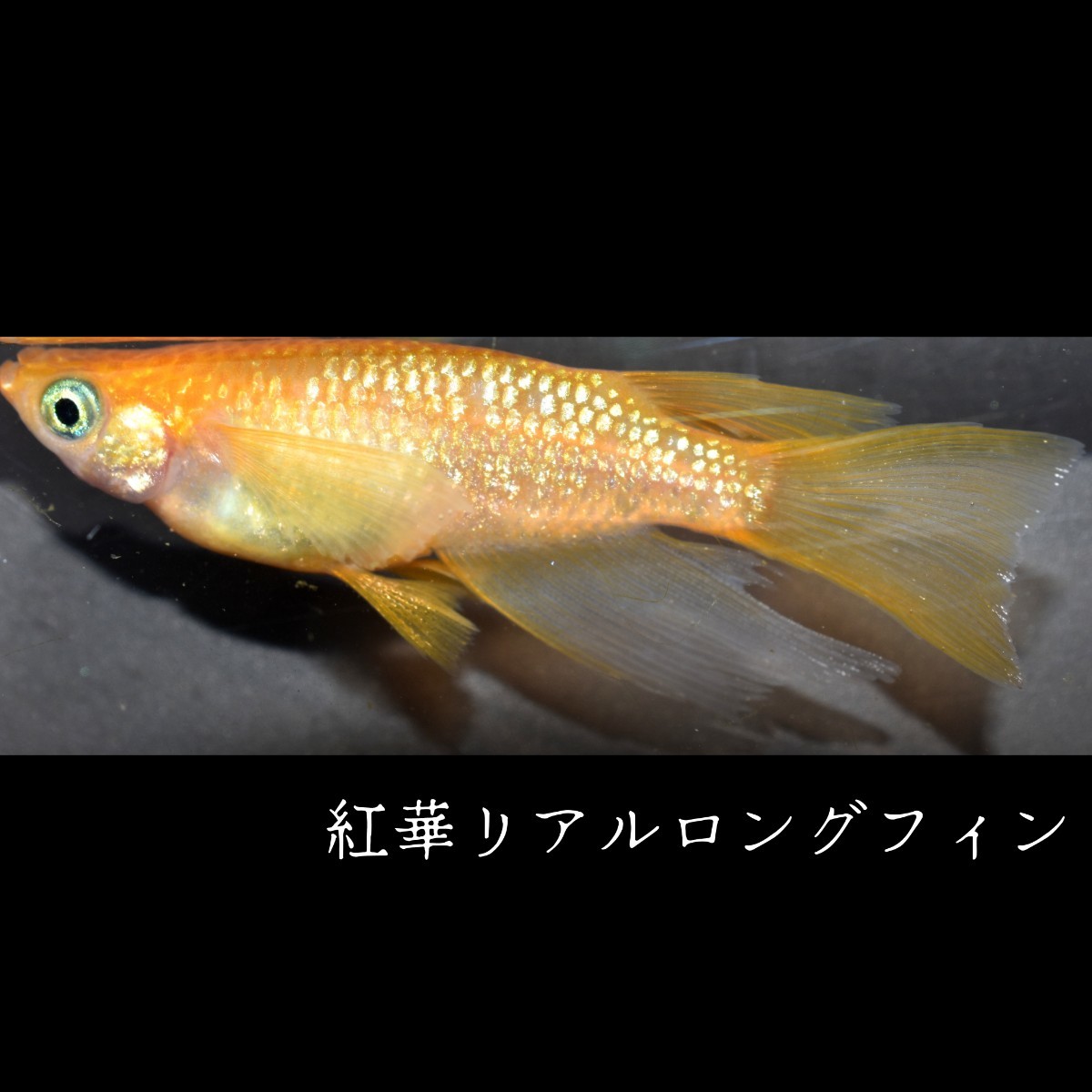 紅華　リアルロングフィン　稚魚　１０匹　オマケ付き　メダカ めだか MEDAKANEON　ロング　フィン　赤　朱　ラメ　紅　リアル　華　個体_画像5