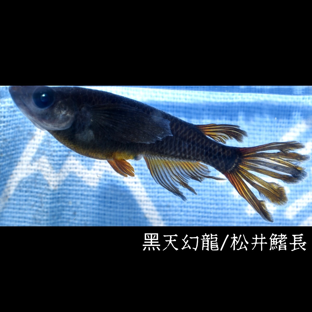 黒天幻龍・松井鰭長風雅　稚魚１０匹　オマケ付き　　黒天　ブラック　黒　アースアイ　ブルー　青　目　眼　松井　鰭　長 めだか メダカ_画像6