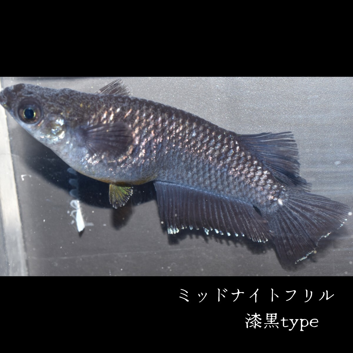 ミッドナイトフリル 漆黒　稚魚１０匹　メダカ めだか　垂水氏　血統　キッシング　ワイド　フィン　　　ラメ　体外光　タイプ　type　_画像5