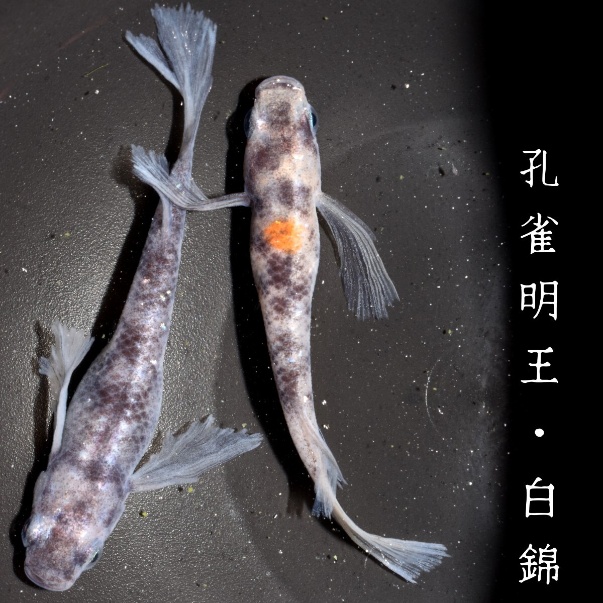 孔雀明王・白錦　稚魚１０匹　オマケ付き　白　黒　墨　錦　孔雀　明王　舞めだか　和墨　松井　鰭　長　MEDAKANEON_画像3