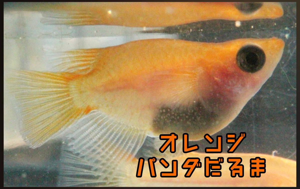 オレンジパンダだるま　稚魚１０匹　めだか　メダカ　だるま　ダルマ　達磨　オレンジ　半だるま　メダカネオン　　_親個体の写真になります！