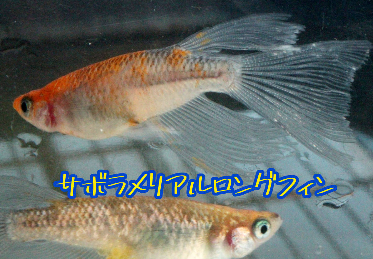 サボラメリアルロングフィン　稚魚１０匹＋α　サボラメ　オーロラ　黄ラメ　リアル　ロング　フィン　ラメ　多色　鰭　夜桜　ユリシス_親個体の写真になります！