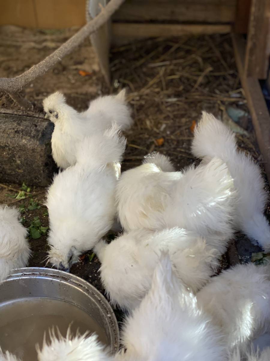 鳥骨鶏の有精卵　ウコッケイ　８個１０００円　即決_画像4