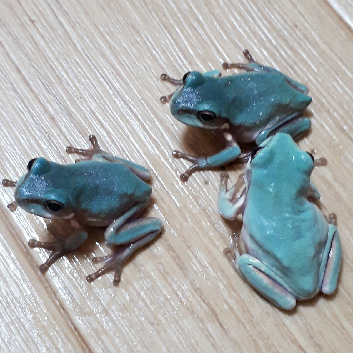  super . rare!! Ame i Gin g blue ie Ame * blue ..... body . attractive market . almost . times . not . rare ... finest quality select individual ±3cm Random 1 pcs 
