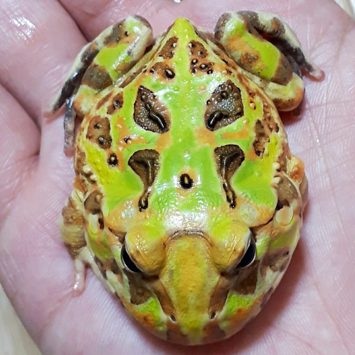 . rare ultimate beautiful!! Brazil tsunoga L green & Brown * body type . four .. put on . person etc. details till ... select did finest quality .. included individual ±6cm