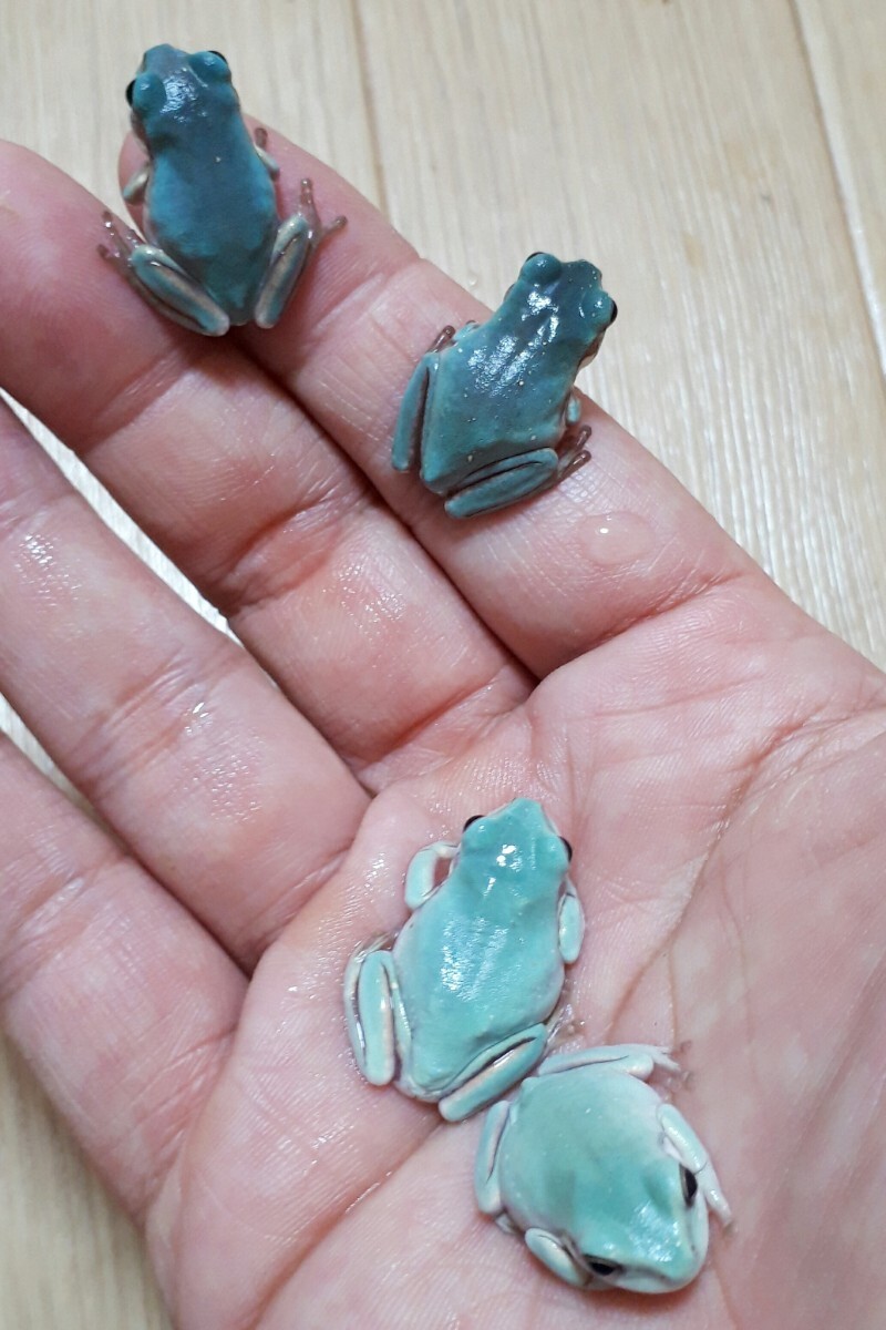  super . rare!! Ame i Gin g blue ie Ame * blue ..... body . attractive market . almost . times . not . rare ... finest quality select individual ±3cm Random 2 pcs 