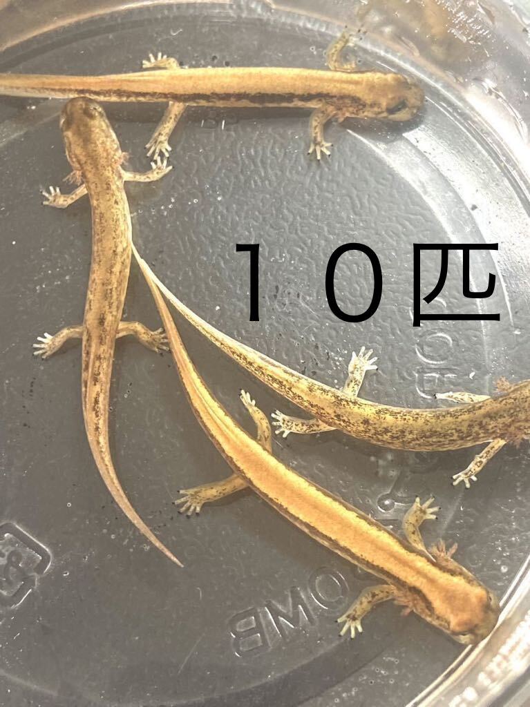 8匹+2匹 黄金 ハコネサンショウウオ 幼生 両生類 生体 イモリ サラマンダー カエル サンショウウオ の画像1
