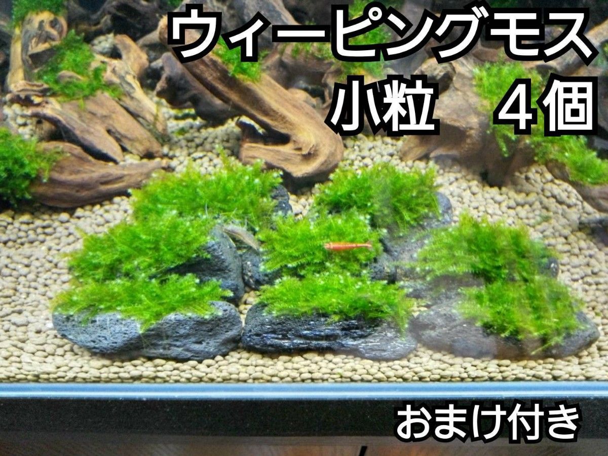 ADA ウィーピングモス　黒溶岩石4個(小粒)　おまけ付き　アクアリウム　レイアウト　水草　苔　ろ材　餌　