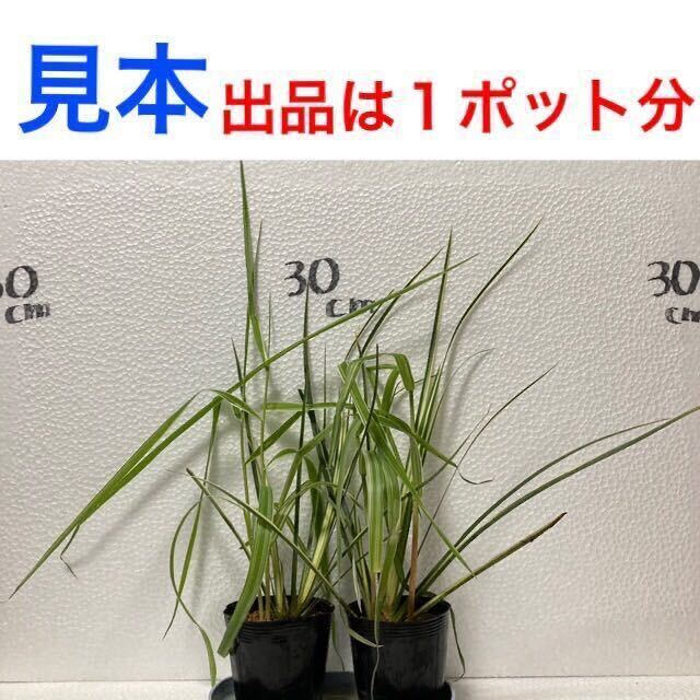 十和田アシ 斑入りセキショウ 寄せ植え ④ 抜き苗 ビオトープ 水生植物 湿性植物 抽水植物 水上葉 水草 トワダアシ アルコス 宿根草 山野草