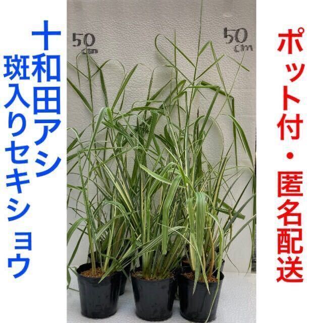 十和田アシ 斑入りセキショウ 寄せ植え ④ 抜き苗 ビオトープ 水生植物 湿性植物 抽水植物 水上葉 水草 トワダアシ アルコス 宿根草 山野草