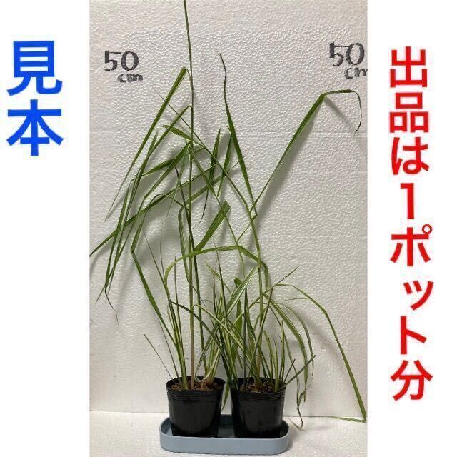 十和田アシ 斑入りセキショウ 寄せ植え ⑤ 抜き苗 ビオトープ 水生植物 湿性植物 抽水植物 水上葉 水草 トワダアシ アルコス