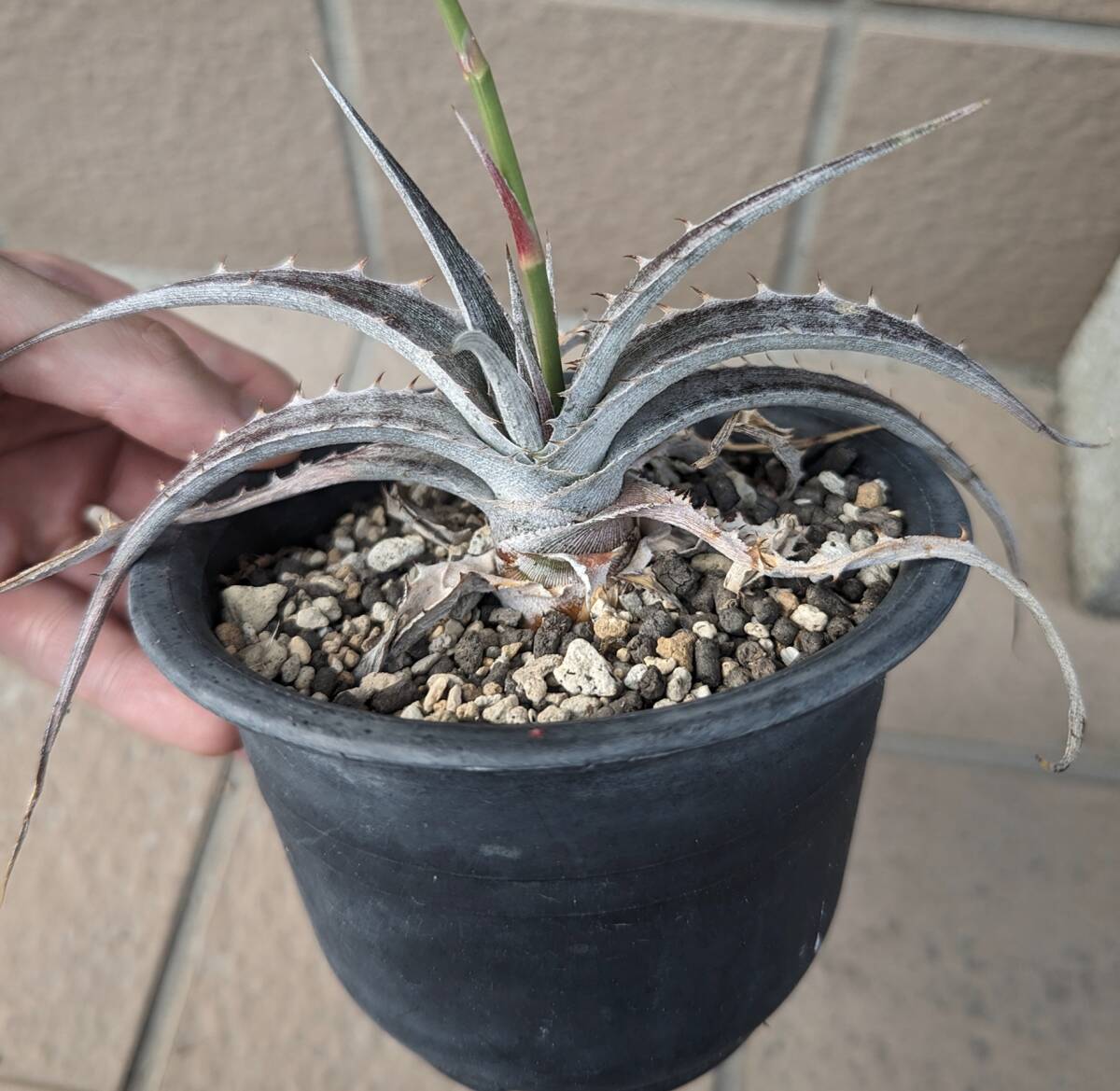 Dyckia sp. Bahiati Kia 