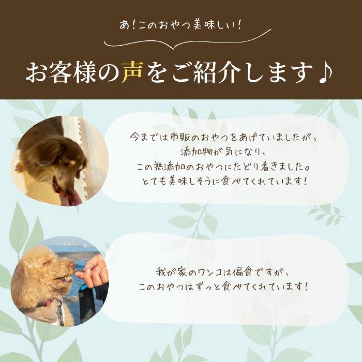 無添加 国産 犬 おやつ ドッグフード ささみジャーキー  鶏肉　鶏　ササミ　犬 ペット おやつ 50g