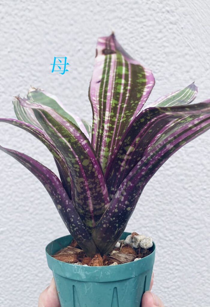 Neoregelia *Always Karen* / Neo rege rear * all way z Curren *